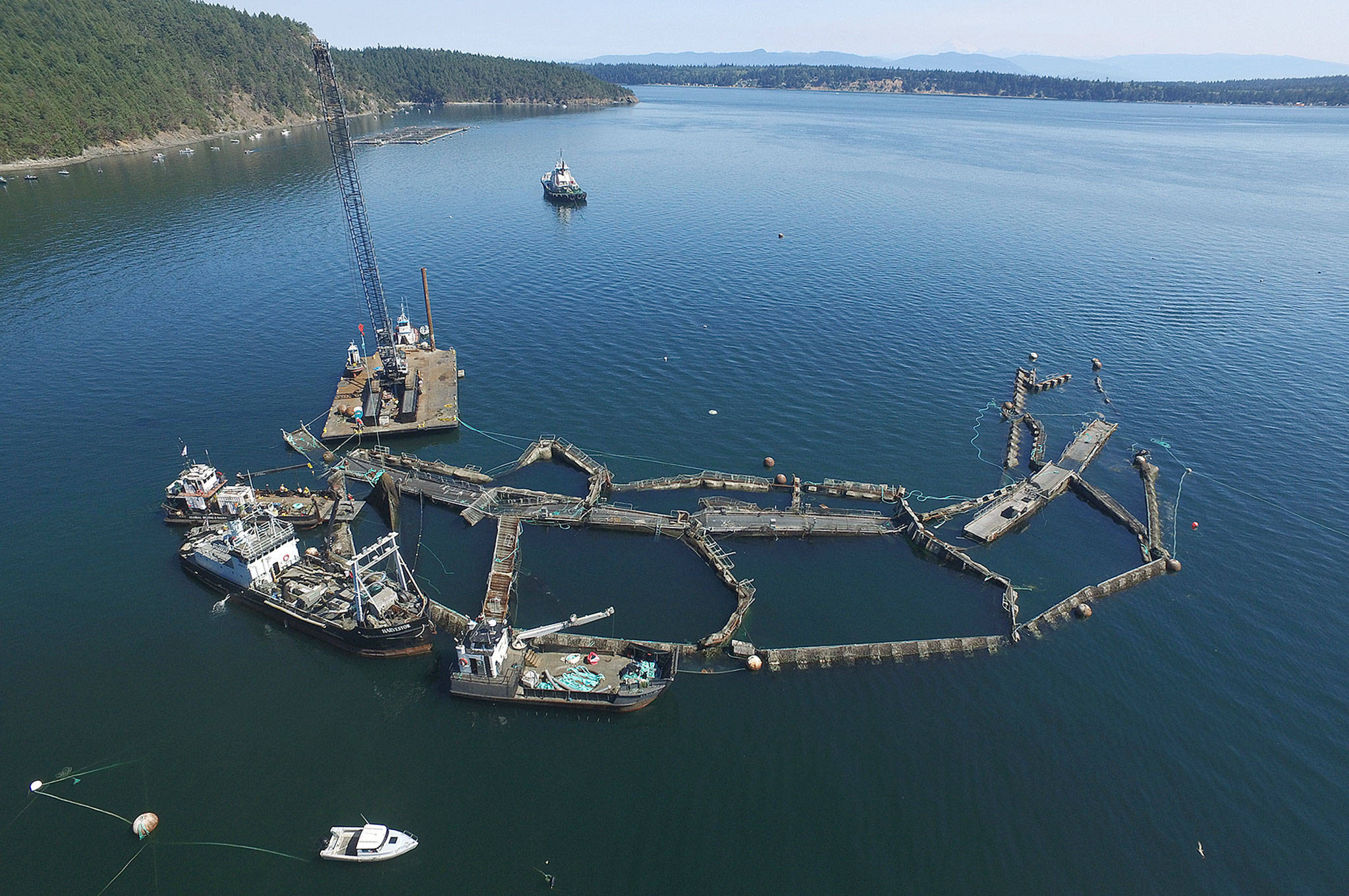 The collapsed net pen used by Cooke Aquaculture Pacific to farm Atlantic Salmon near Cypress Island, seen here in August 2017. (David Bergvall/Washington State Department of Natural Resources via AP)
