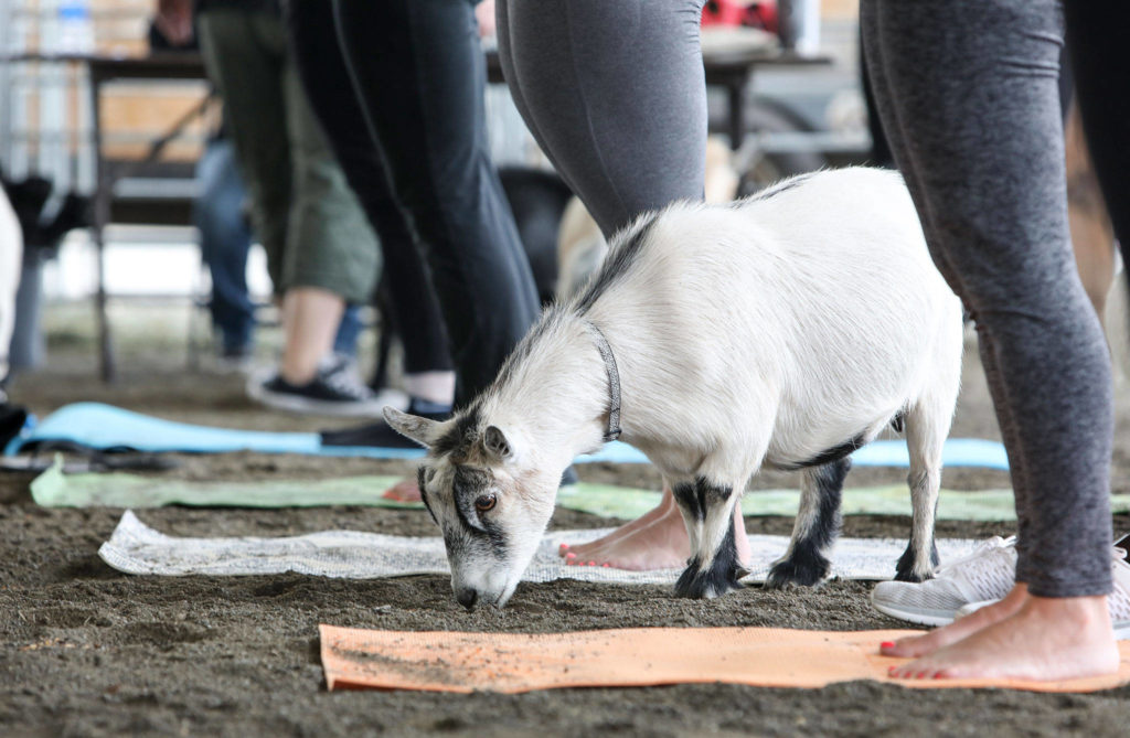 The pygmy goats that participated in the yoga class belonged to Grace Meyer, who was showing goats for the seventh year at the fair. (Lizz Giordano / The Herald)
