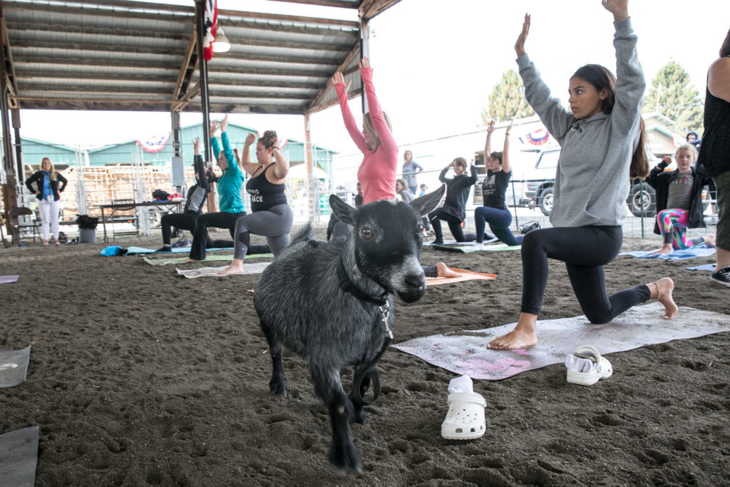 Most of the participants in the class and the entire herd were all new to goat yoga. (Lizz Giordano / The Herald) 
