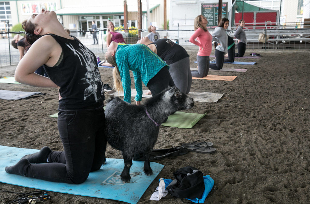 Sadie Hannah (left) couldn’t resist the challenge, but was really there for the goats. (Lizz Giordano / The Herald)
