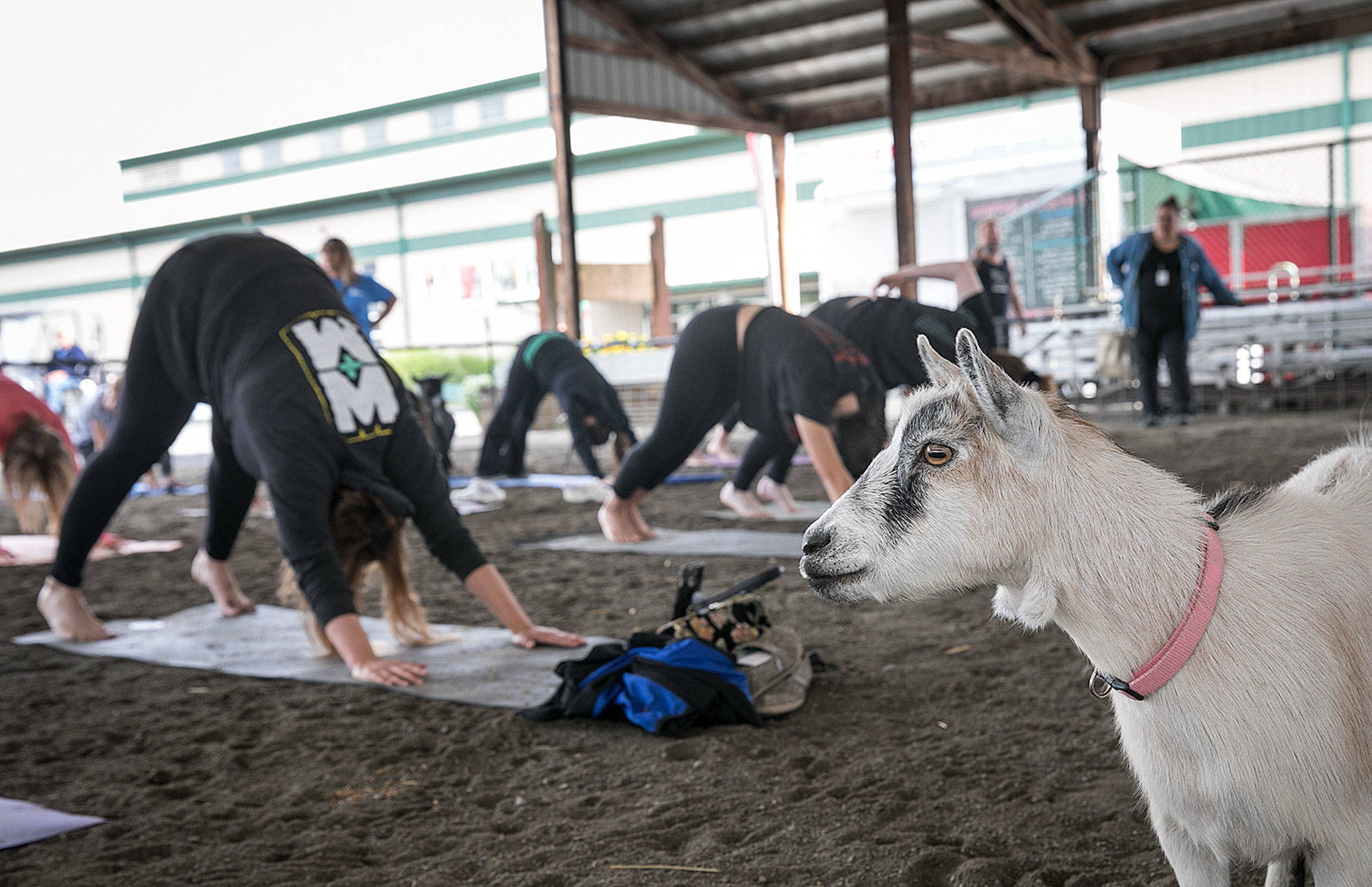 Goat yoga was a new event at the Evergreen State Fair this year. The Monroe-based Bliss Yoga Studio led the two sessions held last week. (Lizz Giordano / The Herald) Photo taken Aug. 29