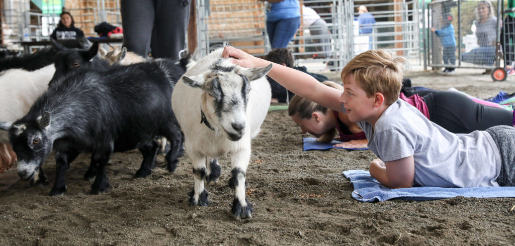 Ciaran Dewing reaches out for a pet during goat yoga at the Evergreen State Fair. (Lizz Giordano / The Herald) 
