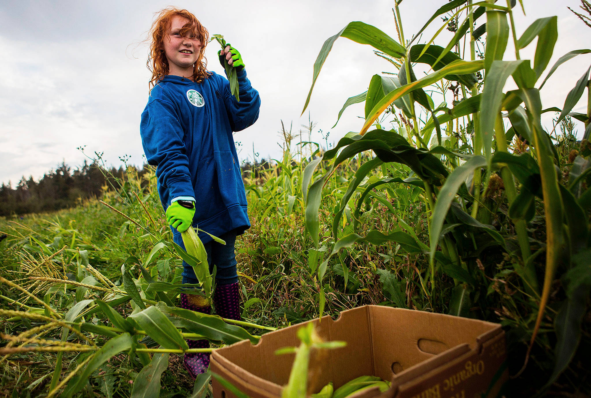 Marley Culp, 8, gathers corn during the annual Community Harvest and Hustle on Ebey Island on Sept. 7 in Everett. (Olivia Vanni / The Herald)