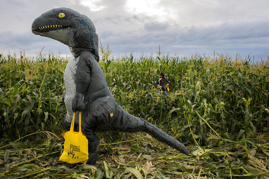 onJackson Hiatt walks through the cornfield dressed in a dinosaur costume during the annual Community Harvest and Hustle at Ebey Island on Sept. 7 in Everett. (Olivia Vanni / The Herald)
