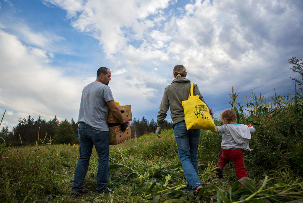 The Gulke family walks through the cornfield during the annual Community Harvest and Hustle on Ebey Island on Sept. 7 in Everett. (Olivia Vanni / The Herald)
