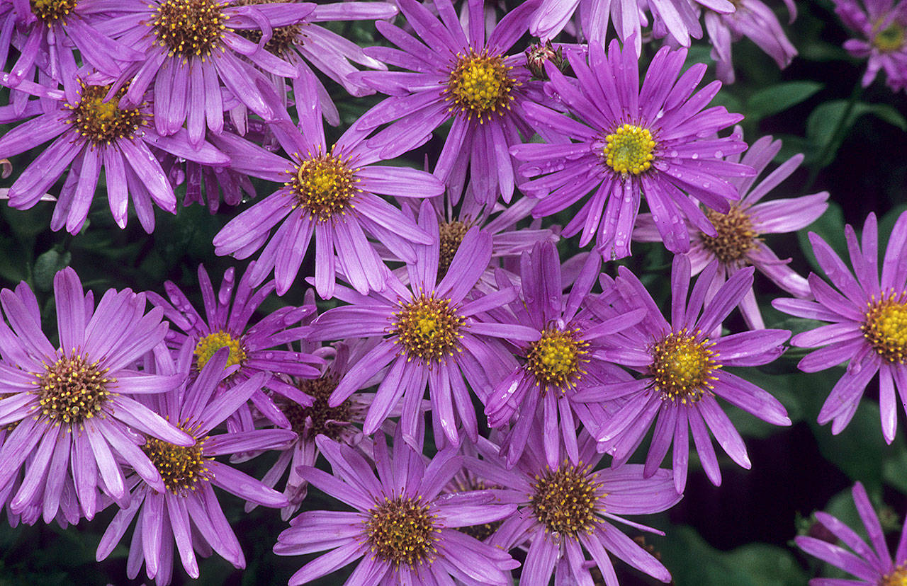 Frikart’s aster has an extraordinarily long bloom period, from late July into early October. (Richie Steffen)