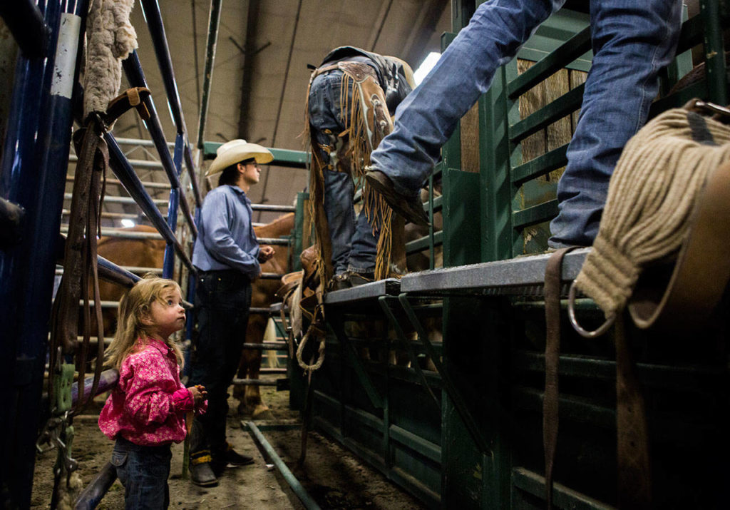 Brynnlee Baze, 3, watches from just outside the chutes as her father get ready to ride in the saddle bronc division during the Pro-West Rodeo at the Evergreen State Fair on Sept. 1, 2018 in Monroe, Wa. (Olivia Vanni / The Herald)