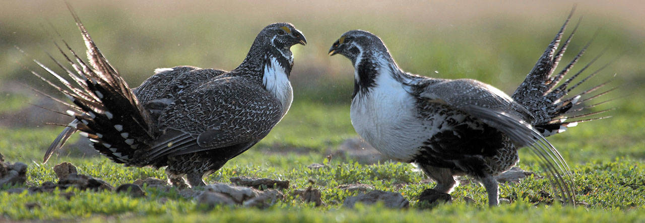 Two sage grouse roosters challenge each other for hens in Rockland, Idaho. An Idaho ranch’s attempt to block U.S. efforts to protect the greater sage grouse has attracted the support of Gov. C.L. “Butch” Otter and other top state Republican leaders. (The Idaho State Journal file photo)