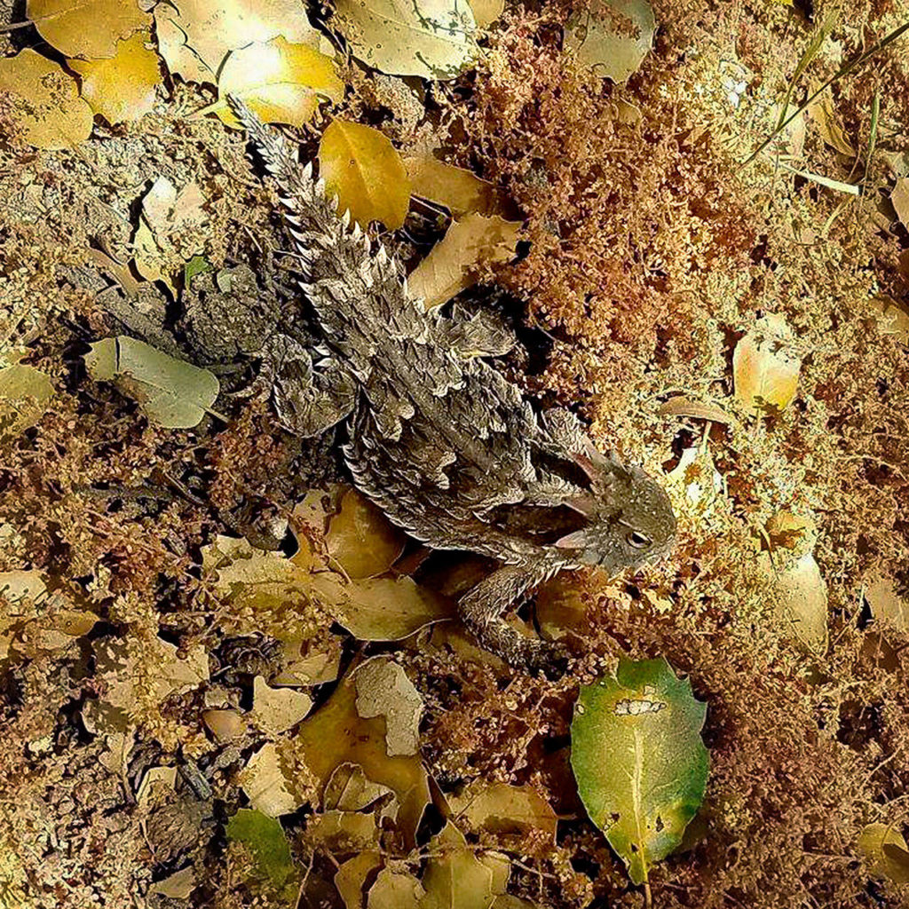 This horned lizard, or horned toad, blended with the terrain along the Pacific Crest Trail in California. (Photo Devin Boyd)
