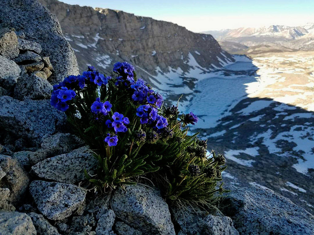 Blooms add to the beauty David Boyd saw while ascending to Forester Pass, the highest point on the Pacific Crest Trail. (Photo Devin Boyd)
