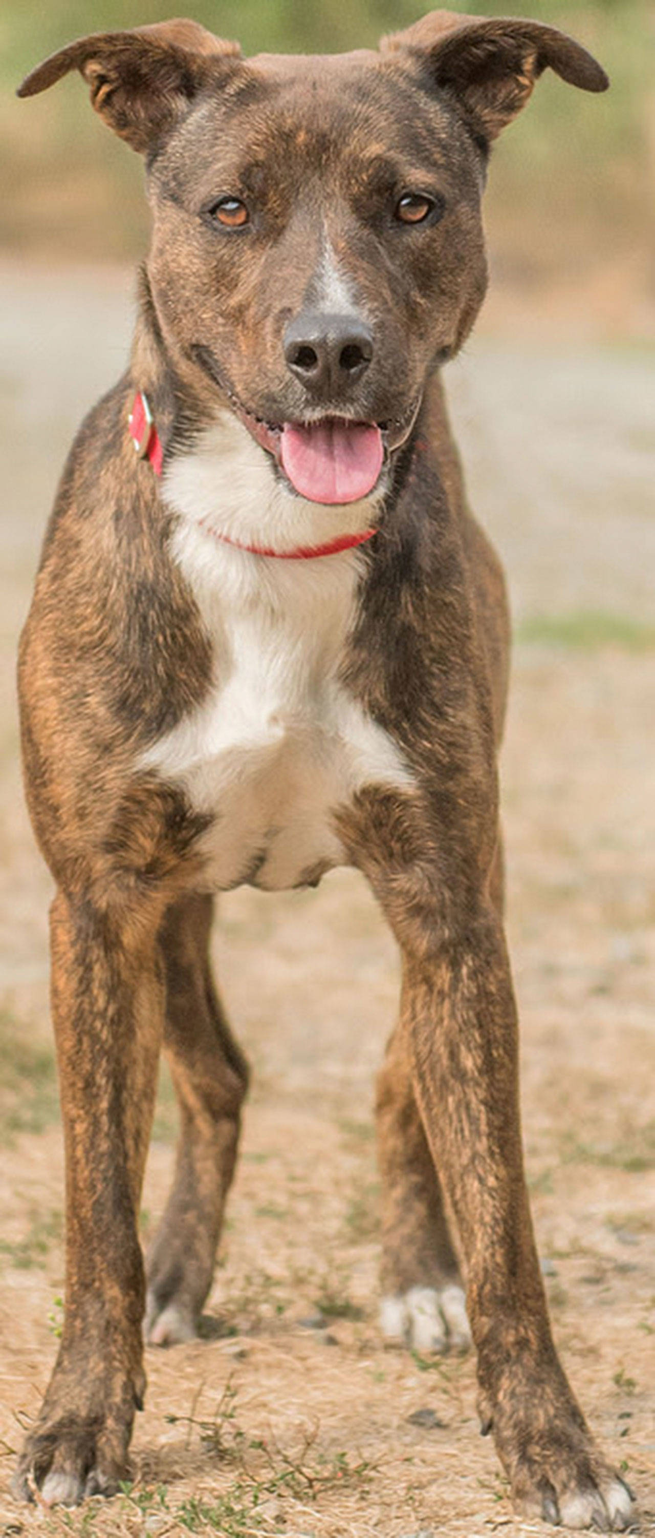 Lettie is an active young dog looking for a new family. She will need secure confinement when left alone and a large fenced yard to burn off some energy. Lettie will need a meet-and-greet with any resident dogs, and a feline-free home. We are not sure how she will do with children, so proper supervision is a must. (Curt Story/Everett Animal Shelter)