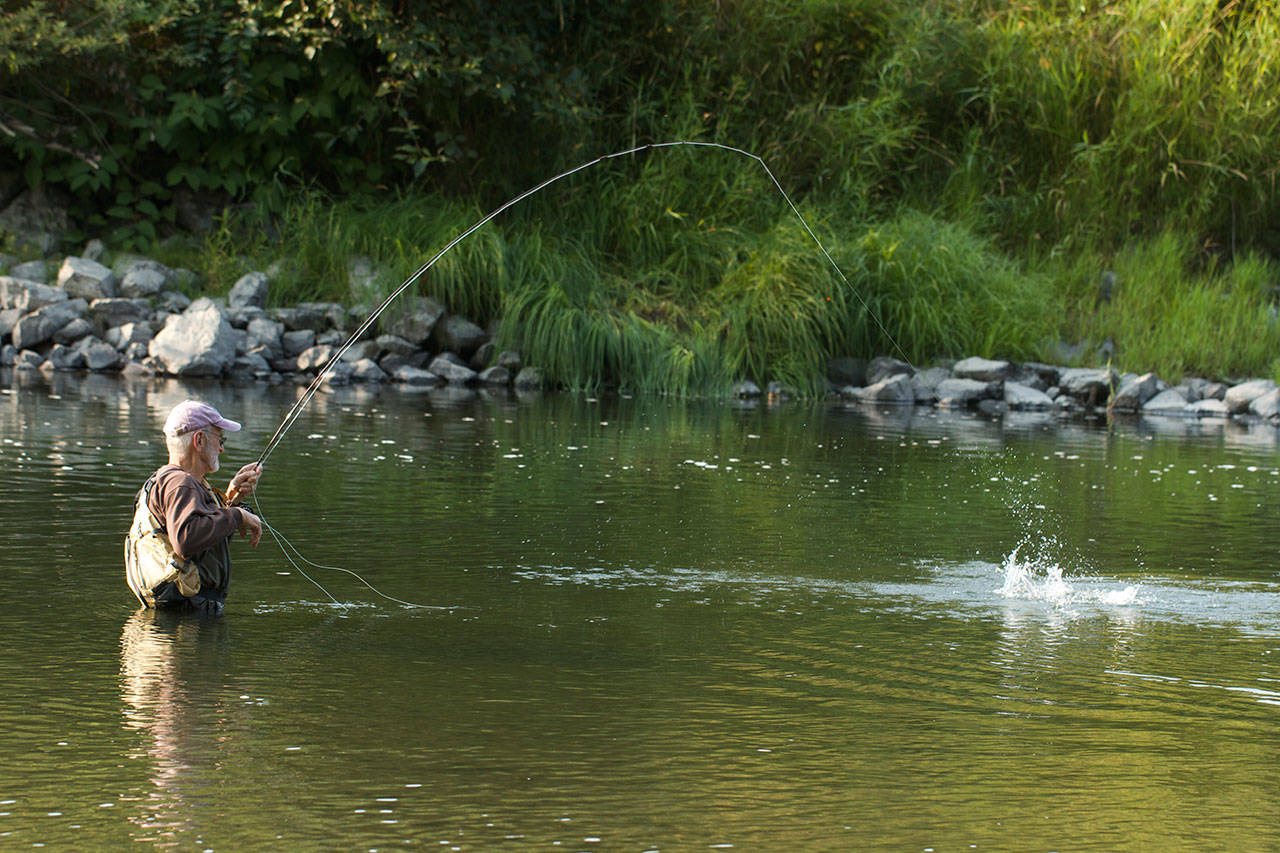 Chuck Morrison of Marysville fights a sea-run cutthroat that darted out of the rip-rap along the Stillaguamish River to grab his fly. (Mike Benbow photo)