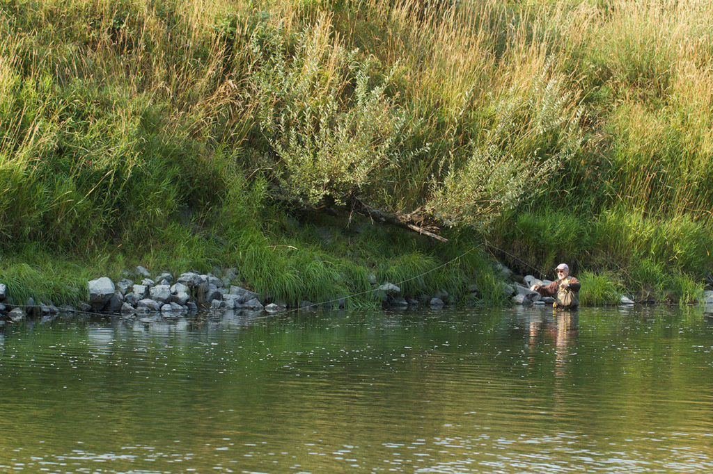 Fishing the deeper channel of the river can often produce a sea-run cutthroat returning from the saltwater in late summer or fall. Chuck Morrison of Marysville casts along the rip-rip, which often shelters fish. (Mike Benbow photo)
