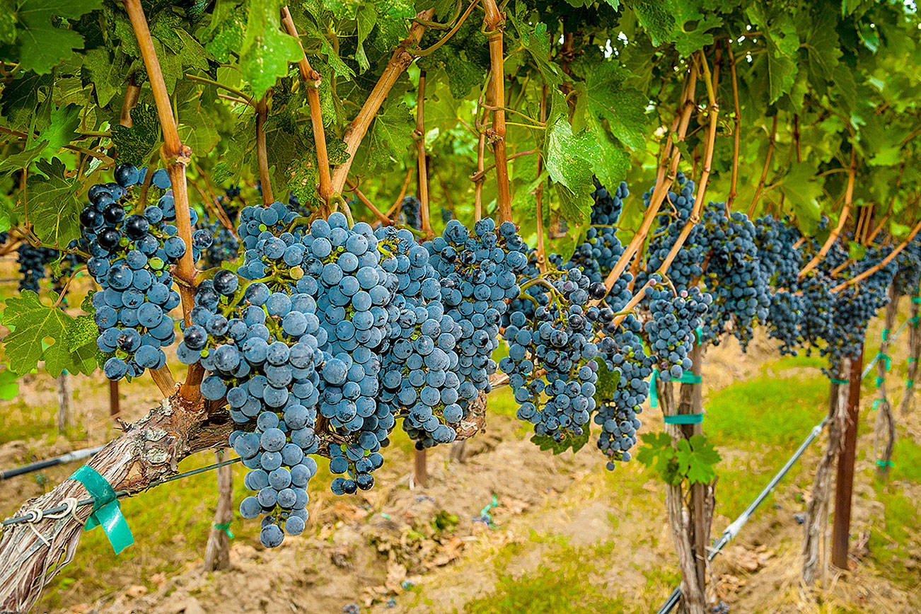 Oregon wine country is embracing the challenges of syrah