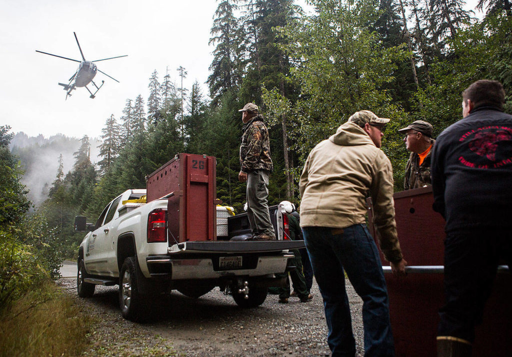 Volunteers help move crates full of goats that will be picked up by a helicopter and flown to their release areas in the North Cascades, on Sept. 12. (Olivia Vanni / The Herald)
