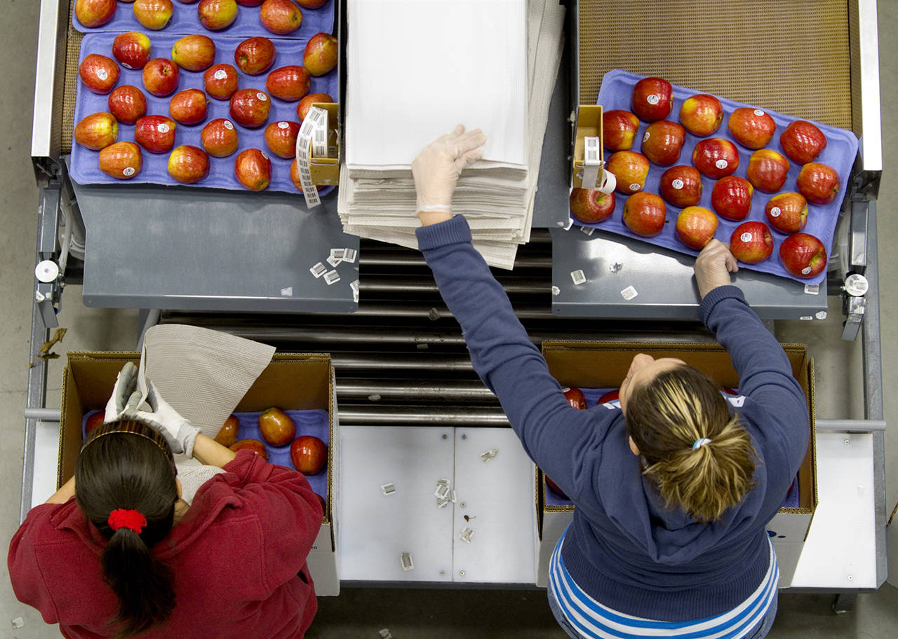 Apples are packed into boxes before they are shipped from Washington Fruit & Produce Co., in Yakima in 2011. (AP Photo/Yakima Herald-Republic, TJ Mullinax, file)