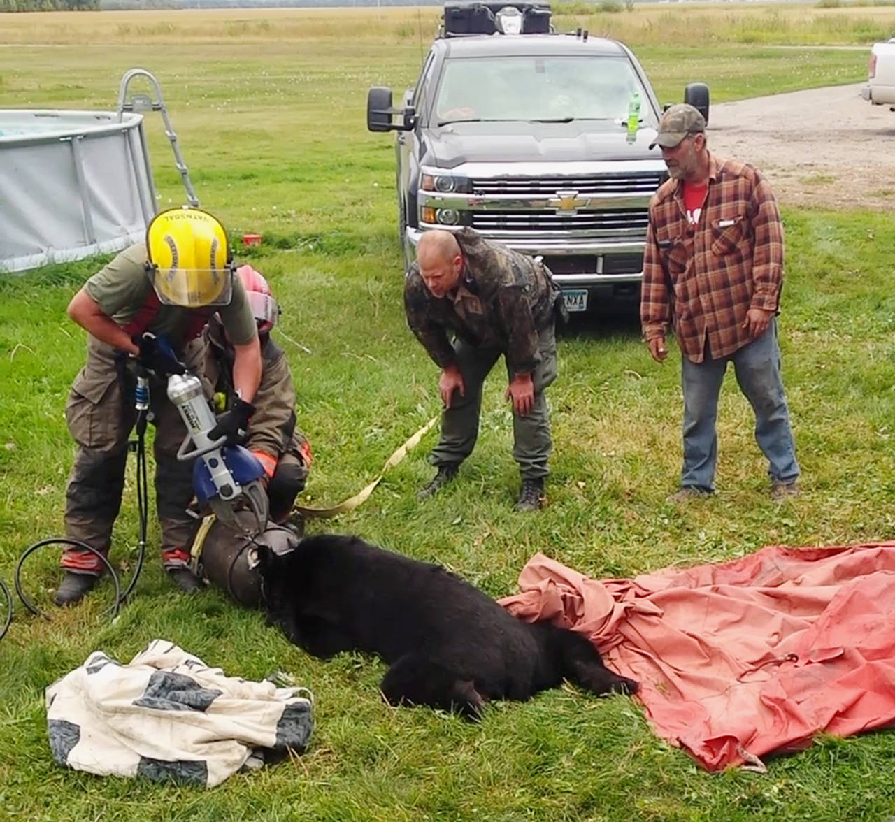 Rescue personnel use the Jaws of Life to free a black bear after its head became stuck inside a 10-gallon milk can near Roseau, Minnesota, on Sept. 7. (Dawn Knutson via AP)