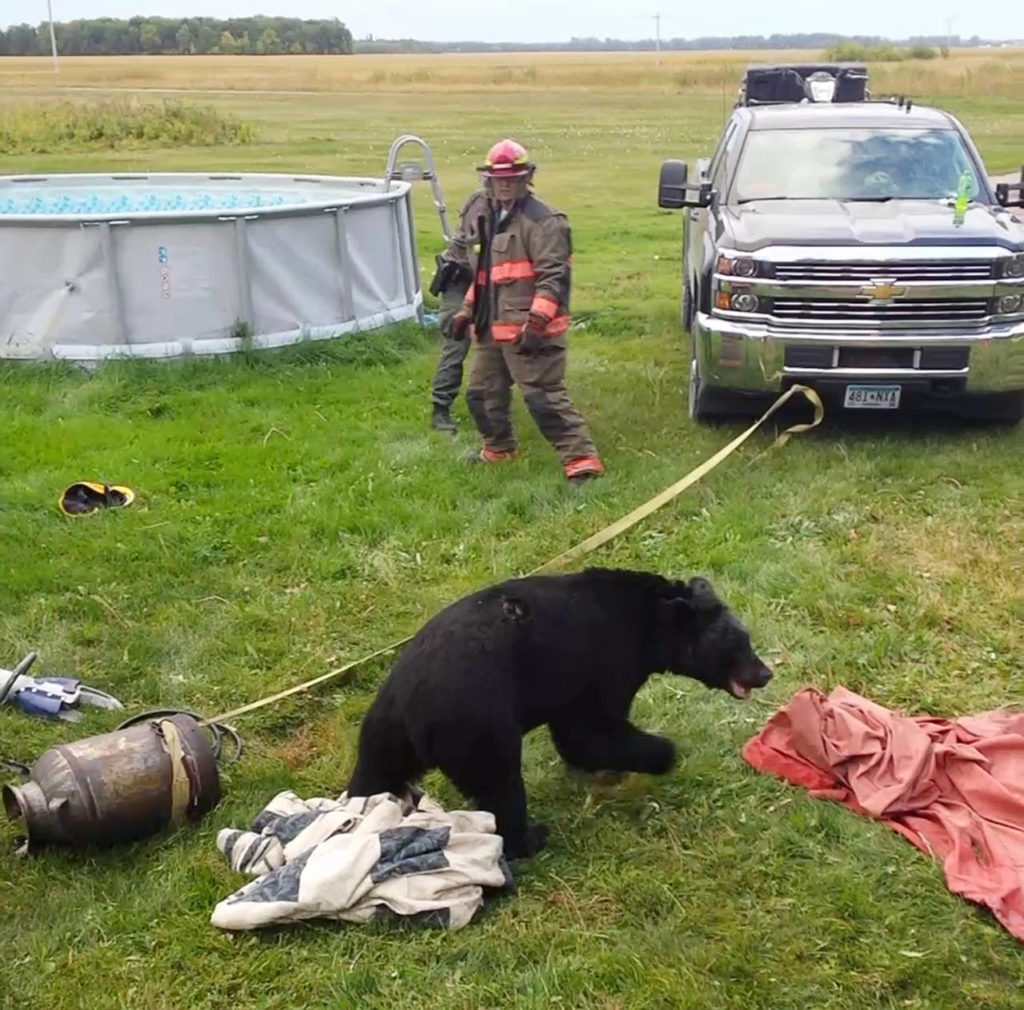 Rescue personnel stand back after working to free a black bear after its head became stuck inside 10-gallon milk can near Roseau, Minnesota, on Sept. 7. (Dawn Knutson via AP)
