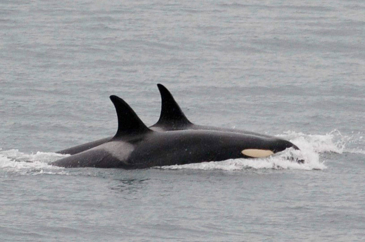 An orca, known as J35, foreground, swims with other orcas near San Juan Island on Aug.11. (Center for Whale Research via AP, file)