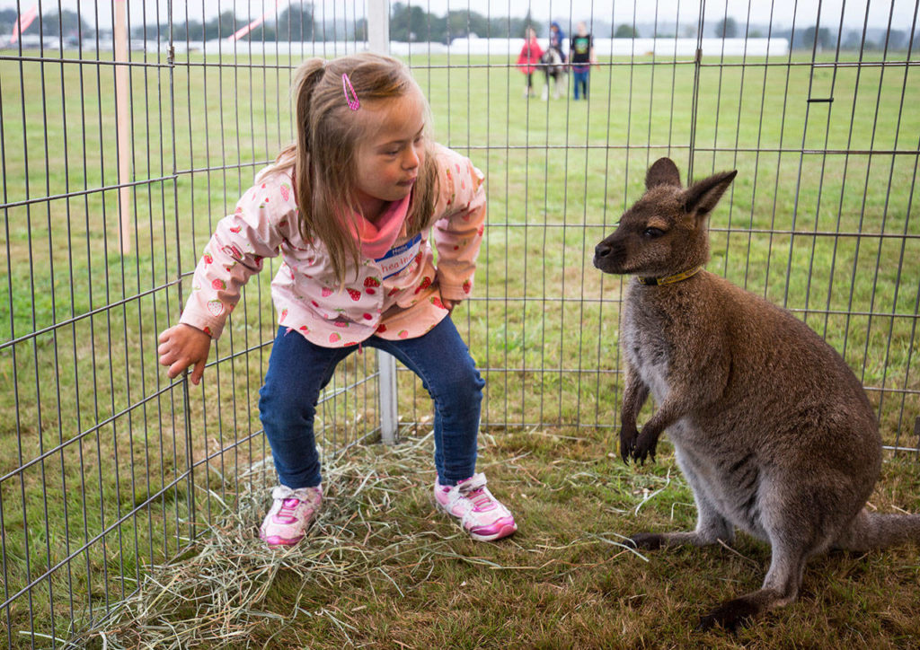 Heather Martin, 6, bends down to look a wallaby in the eyes at the annual Friendship Festival at Harvey Field on Saturday, Sept. 15, 2018 in Snohomish, Wa. The event was put on by the Down Syndrome Association of Snohomish County.(Andy Bronson / The Herald)
