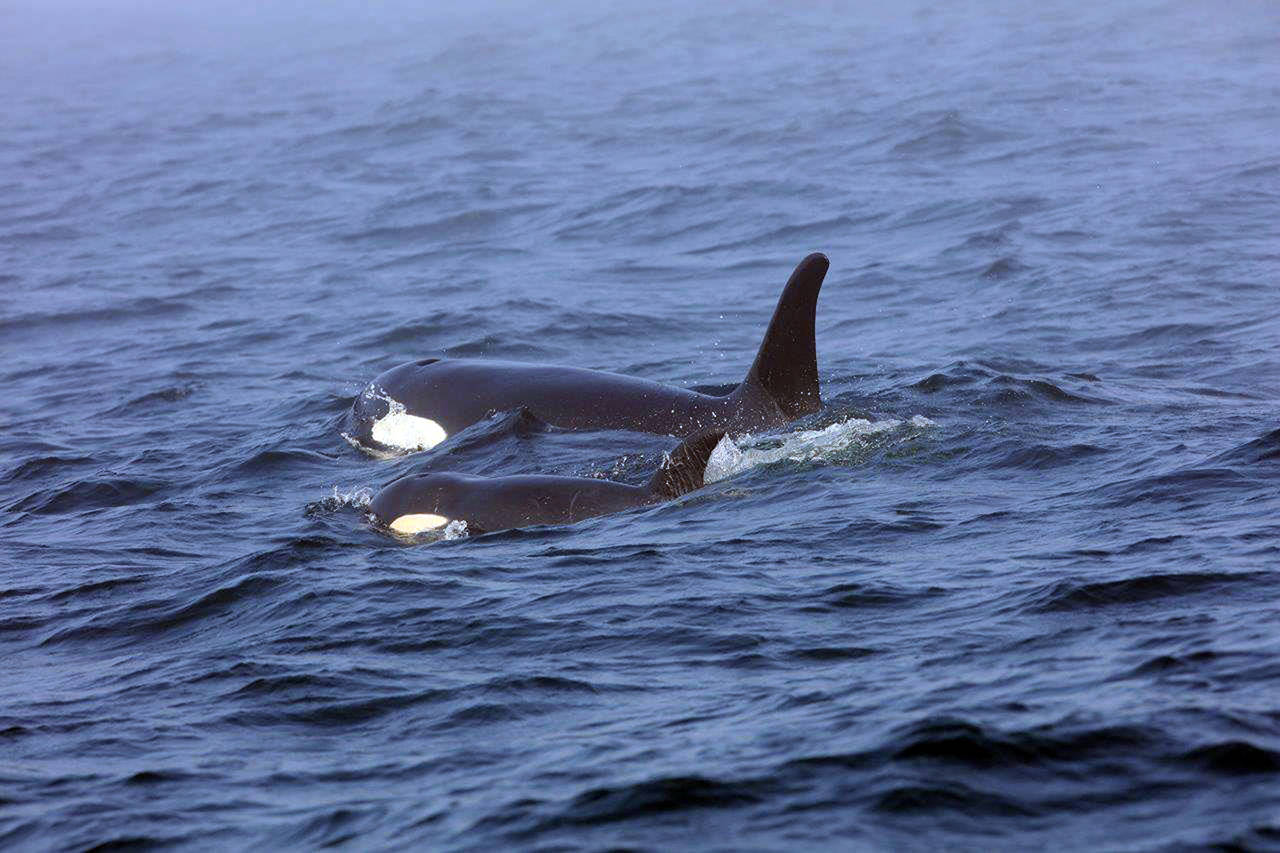In this Aug. 7 photo, killer whale J50 and her mother, J16, swim off the west coast of Vancouver Island near Port Renfrew, British Columbia. (Brian Gisborne/Fisheries and Oceans Canada via AP, file)
