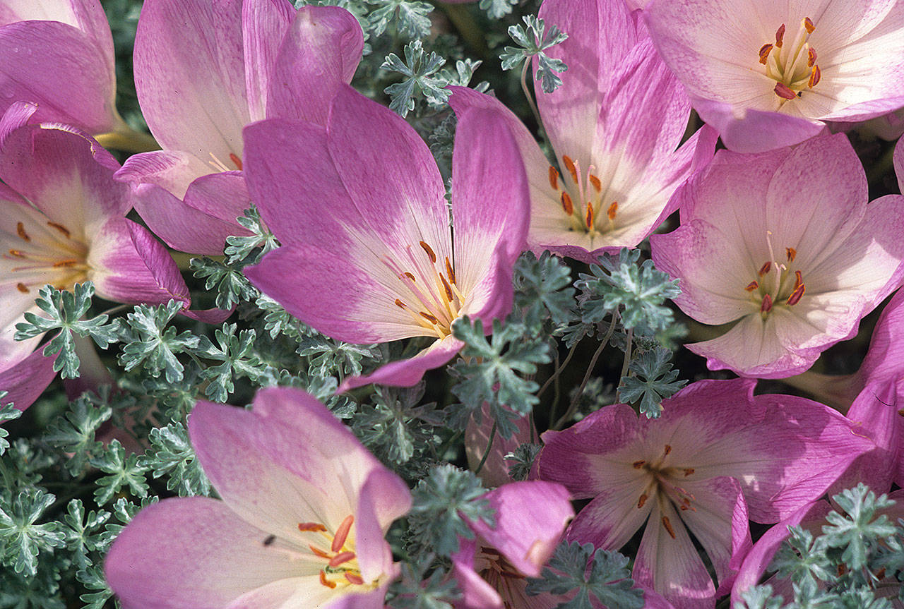 Although commonly referred to as autumn crocus, Colchicums are not closely related to true crocus. (Richie Steffen)