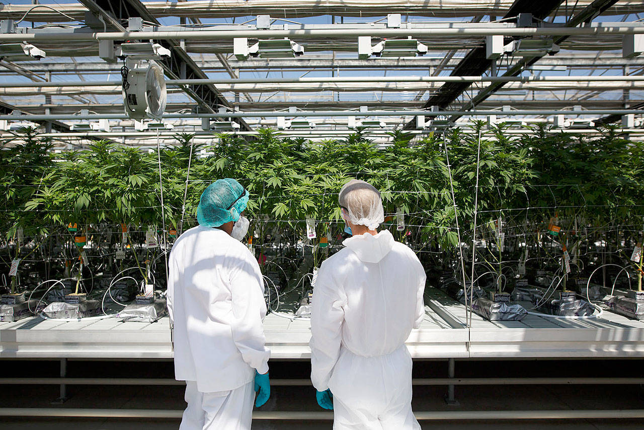 Employees inspect cannabis plants at the CannTrust Holdings Inc. Niagara Perpetual Harvest facility in Pelham, Ontario. (Bloomberg photo by Cole Burston)