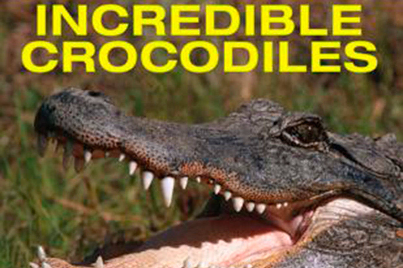 All about crocodiles, their strength, and rubber bands