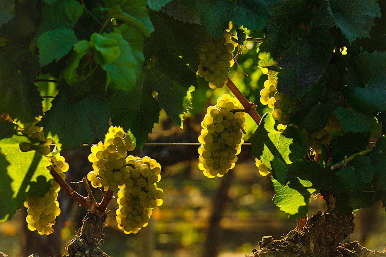 Chardonnay grapes ripen at French Creek Vineyard in the Yakima Valley near Prosser. (Richard Duval Images)
