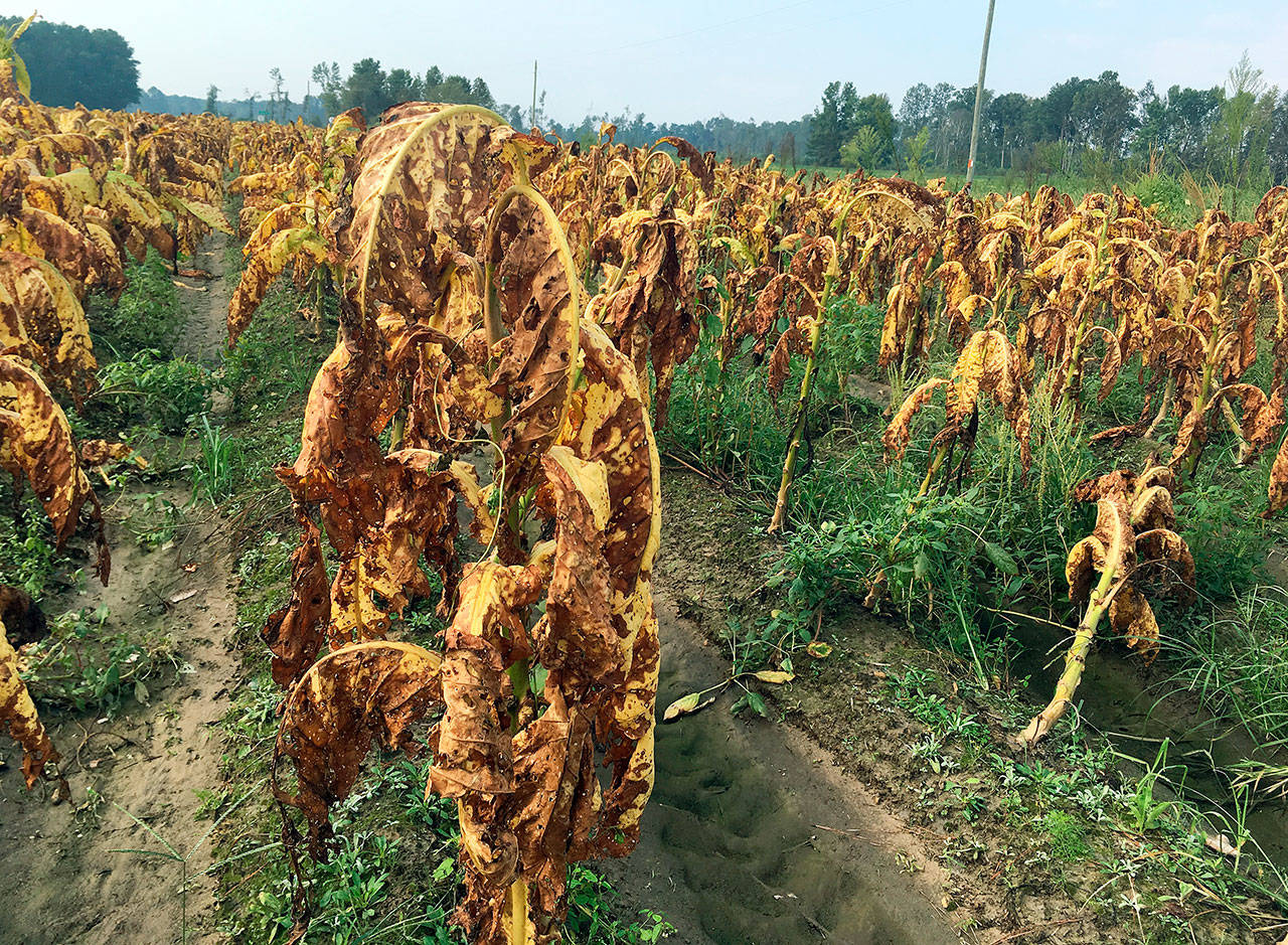 Tobacco plants battered and bruised by Hurricane Florence stand unharvested in fields near Fremont, North Carolina. Farmer Craig West said the leaves are about as appealing and saleable as a bunch of bruised bananas, but they can’t be harvested anyway because the fields are too soggy after the storm. (AP Photo/Emery P. Dalesio)