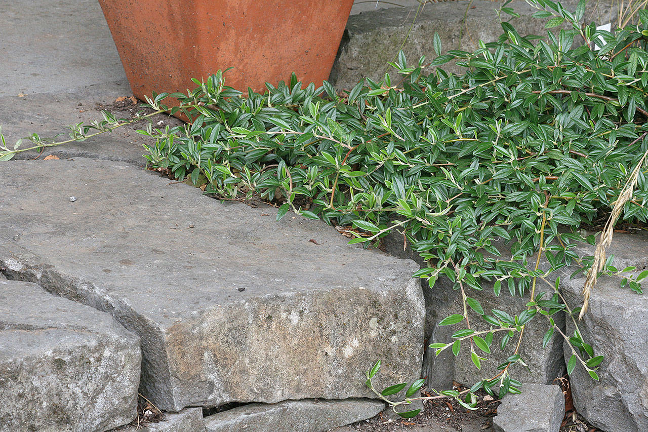 Commonly called spreading willowleaf cotoneaster, this shrub needs plenty of room to grow. (Richie Steffen)