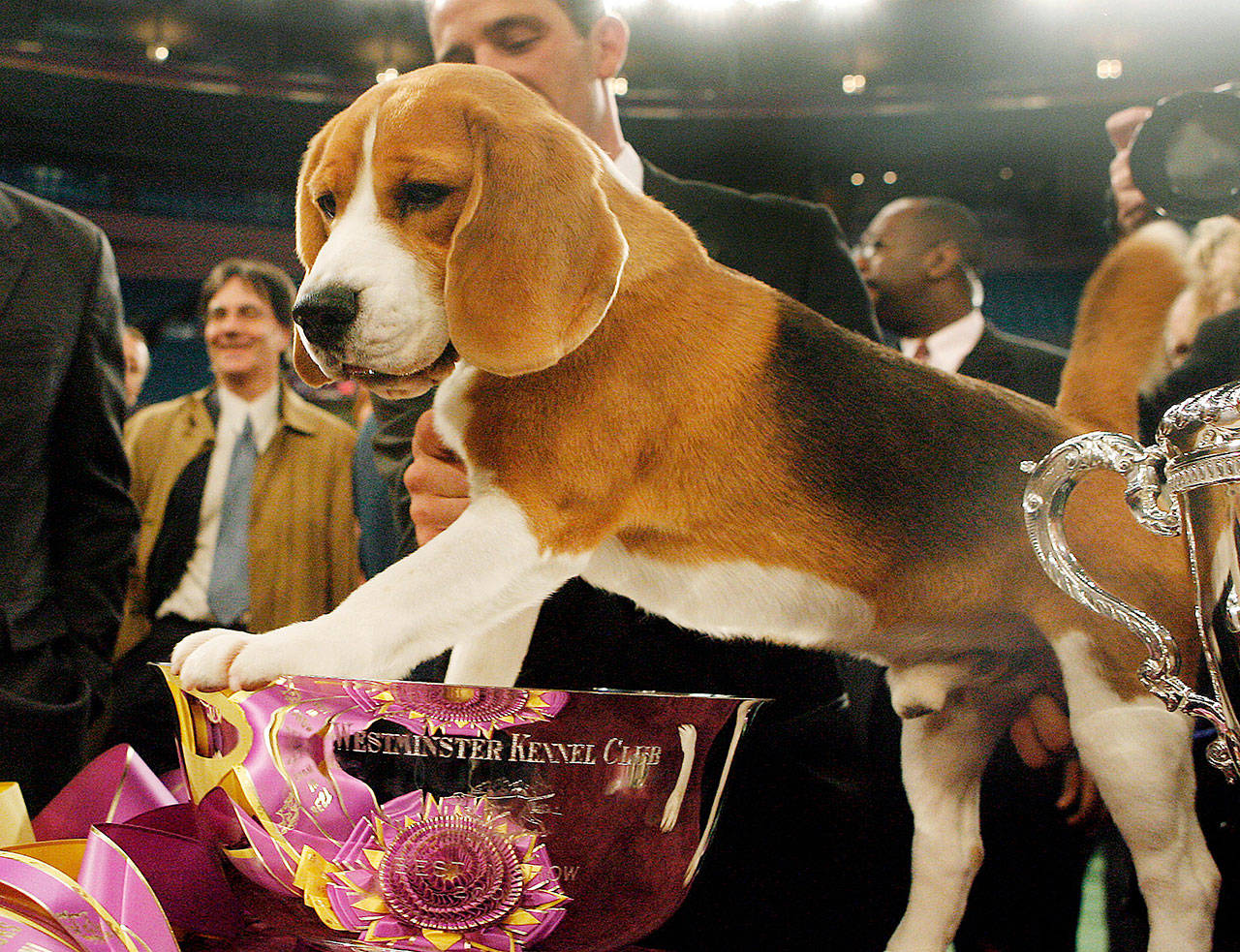 Uno, a 15-inch beagle, poses with his trophy after winning Best in Show at the 132nd Westminster Kennel Club Dog Show at Madison Square Garden in New York on Feb. 12, 2008. The beagle that became perhaps the most popular show dog ever died Thursday at the 200-acre ranch where he lived in Austin, Texas, longtime dog expert David Frei said Friday. He was 13. (AP Photo/Jason DeCrow, File)