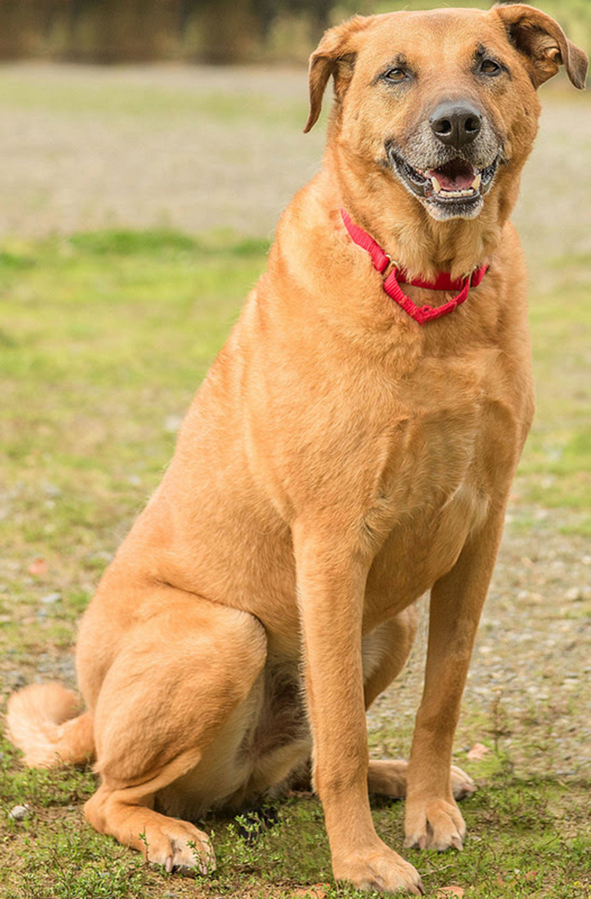 Bingo is a handsome guy looking for a forever home. He will need a meet and greet with any resident canines and any children in the home must be over 10 years old. He knows several commands loves to go for car rides. He has never lived with cats and will need a secure fenced yard. (Curt Story/Everett Animal Shelter)