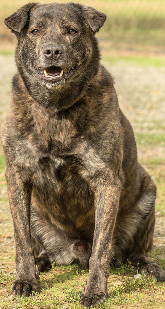 Kaiser is a very handsome and energetic boy who is obsessed with his tennis ball. If Kaiser was younger he likely would have been an excellent candidate for a law enforcement training program. DO NOT let this boy’s age fool you. He is a 1-year-old dog at heart and in stamina. Kaiser has yet to be adopted because the shelter cannot provide the amount of daily work/stimulation Kaiser truly needs and pent up energy leads him to bark non-stop with visitors to get people’s attention. Sadly Kaiser is begging each and every person who passes his kennel to take him for a run – or anything with great body and mind stimulation really. Kaiser is the daily workout coach you wish you had so that rain, sleet, or snow you are out running every single day staying fit and energized! Kaiser is not the biggest fan of children, so he requires an adult-only home. He also needs a home with no cats, but he does get along with most other like-sized dogs with proper and slow introductions. Like all high energy dogs, meet and greets are more successful when the dog has been properly exercised beforehand. Be sure to bring any resident K-9s in your home for a meet and greet. Are you as energetic and athletic as Kaiser? He has yet to meet his match – what about you? This mission is yours if you choose to accept it. (Curt Story/Everett Animal Shelter)
