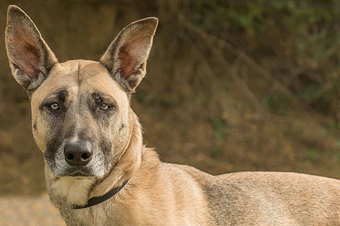 Dogs ready to be adopted from Everett Animal Shelter