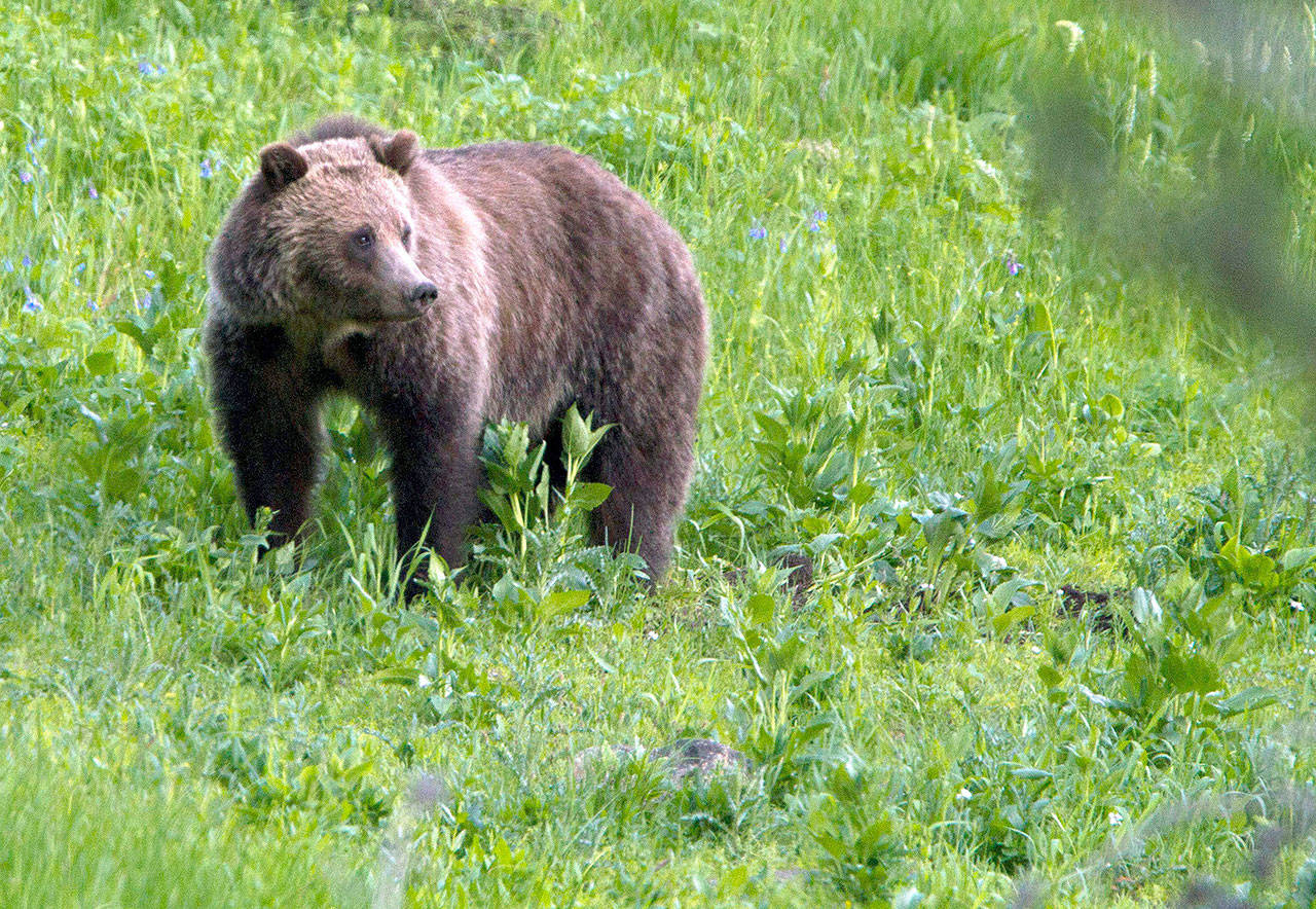 A grizzly bear roams near Beaver Lake in Yellowstone National Park, Wyoming, in July 2011. On Monday, a federal judge restored federal protections to grizzly bears in the Northern Rocky Mountains and blocked the first hunts planned for the animals in the Lower 48 states in almost three decades. (AP Photo/Jim Urquhart, File)