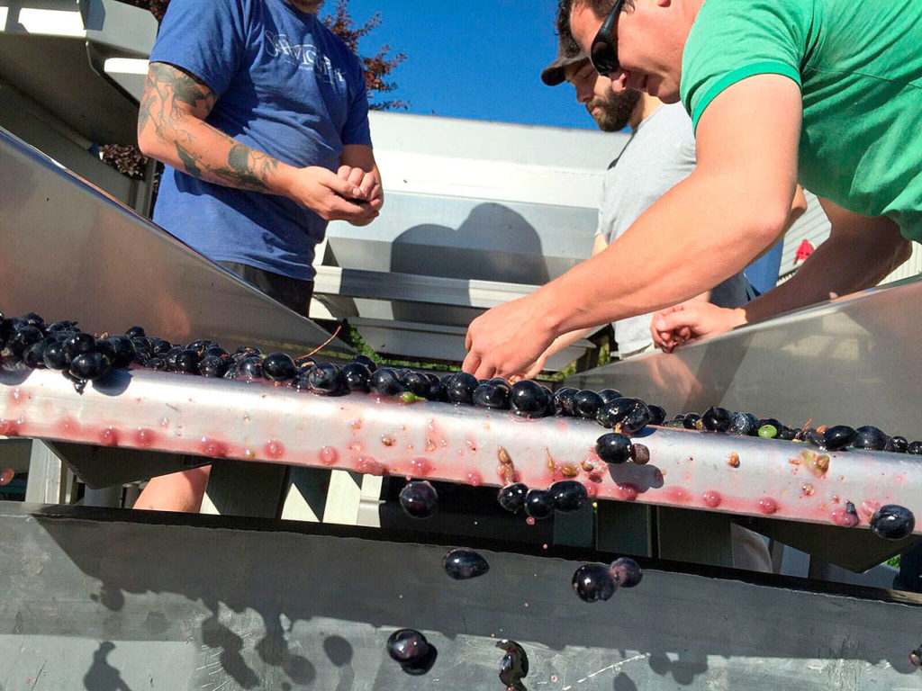 Crews sort through petite sirah grapes for Sawtooth Winery in Idaho’s Snake River Valley. (Andy Perdue/Great Northwest Wine)
