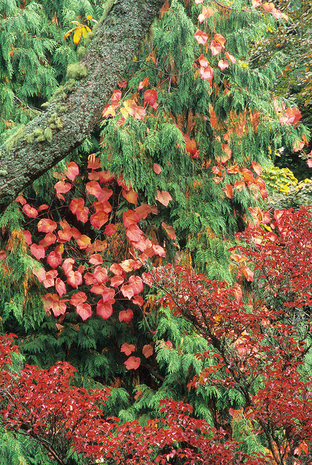 This spreading vine is quite the climber: It can grow to be 60 feet tall when mature. (Richie Steffen)