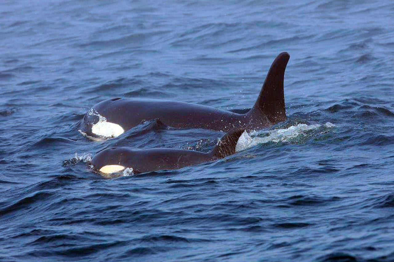 Southern Resident killer whale J50 and her mother, J16, swim off the west coast of Vancouver Island near Port Renfrew, B.C., on Aug. 7. The whale, called “Scarlet,” has not been seen since mid-September and is now believed to be dead. (Brian Gisborne/Fisheries and Oceans Canada via AP, file)