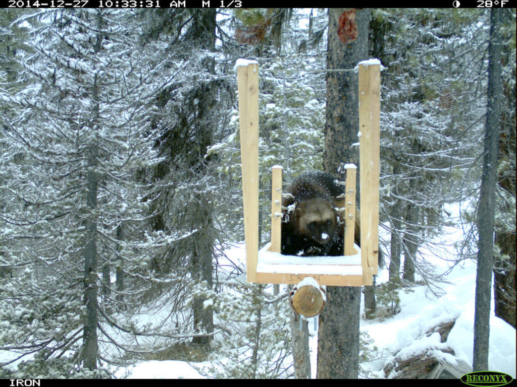 A male wolverine named “Beatie” at a wildlife camera station in the North Cascades. (U.S. Forest Service/Washington State Department of Transportation)
