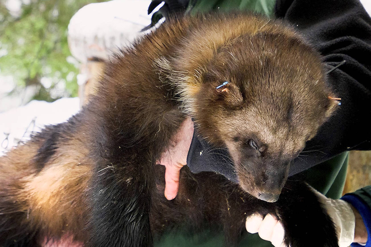 The wily wolverine: Iconic species making comeback in state