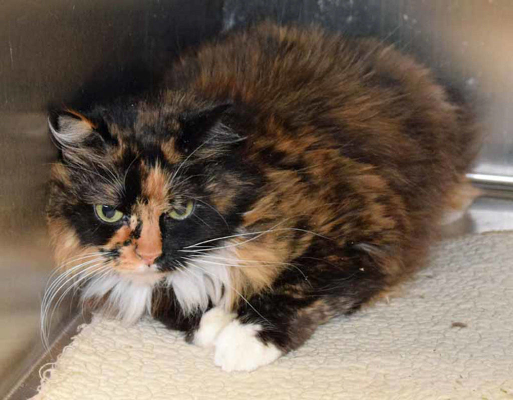 Jewels is a cat who knows what she likes…she likes calm people who will let a cat on their lap from time to time. That’s not too much to ask for, is it? A slow introduction to her new home will ease the transition for everyone.
