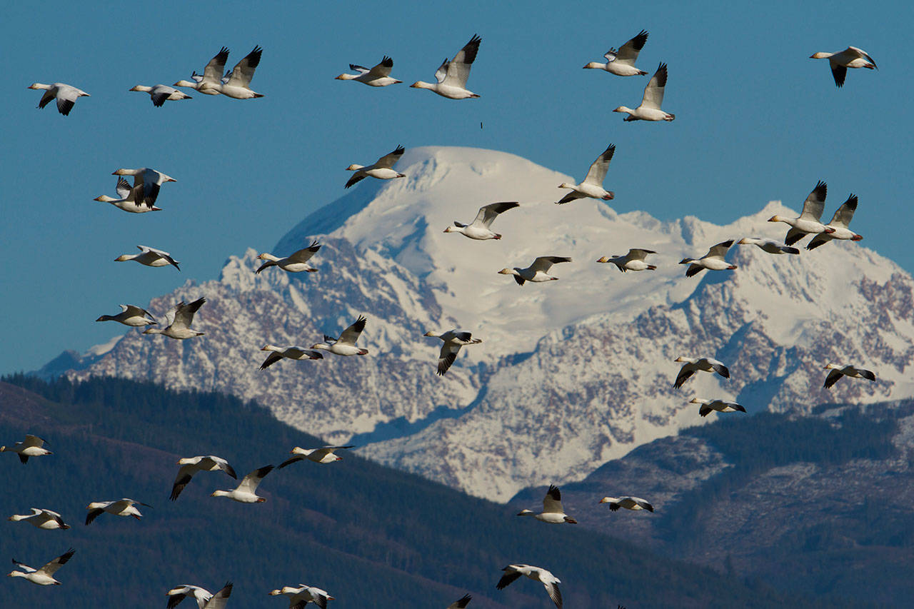 Snow Geese soar over the Skagit Valley with Mount Baker in the background. (Mike Benbow photo)