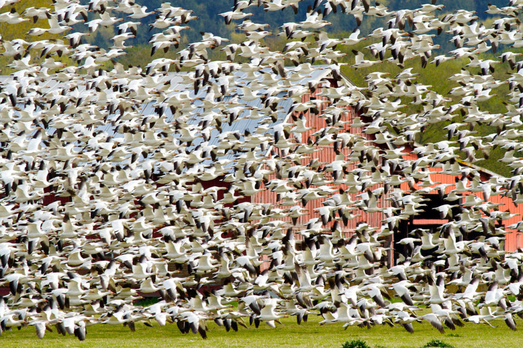 A flock of snow geese eclipses a farmer’s barn south of Stanwood. (Mike Benbow photo)
