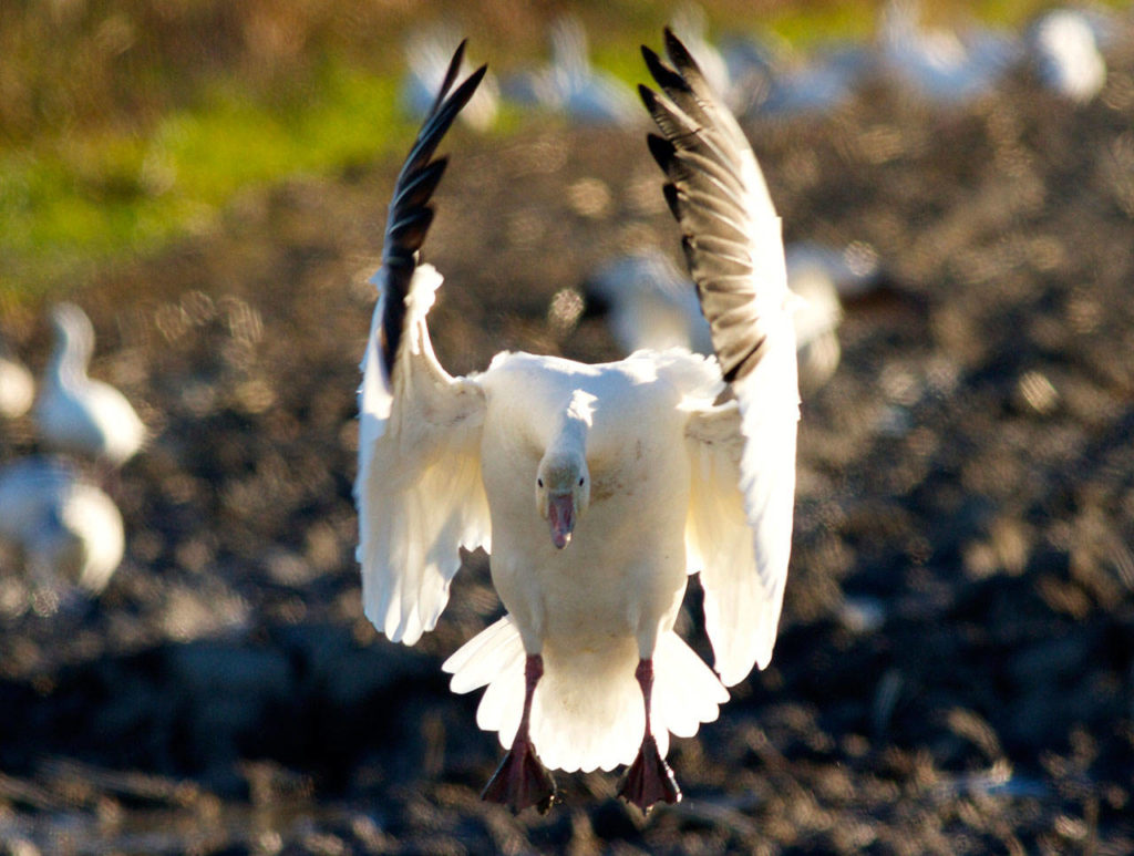 A snow goose drops into a field to feed with other members of its flock. Tens of thousands spend the winter in the Northwest. (Mike Benbow photo)
