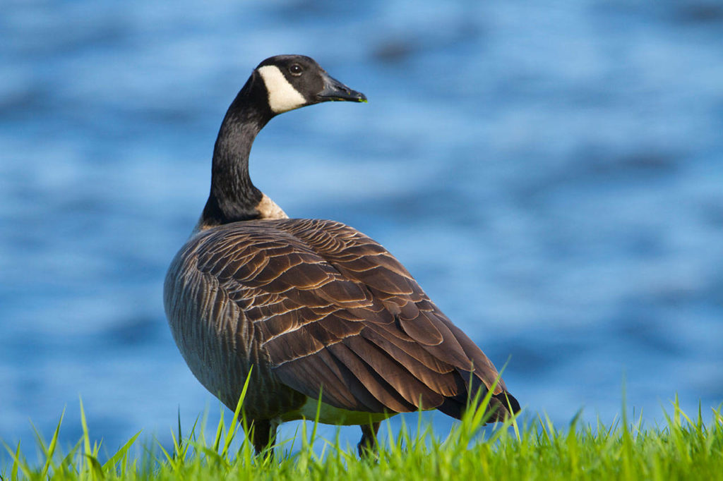 A Canada goose feeds on grass on the edge of Tulalip Bay. (Mike Benbow photo)
