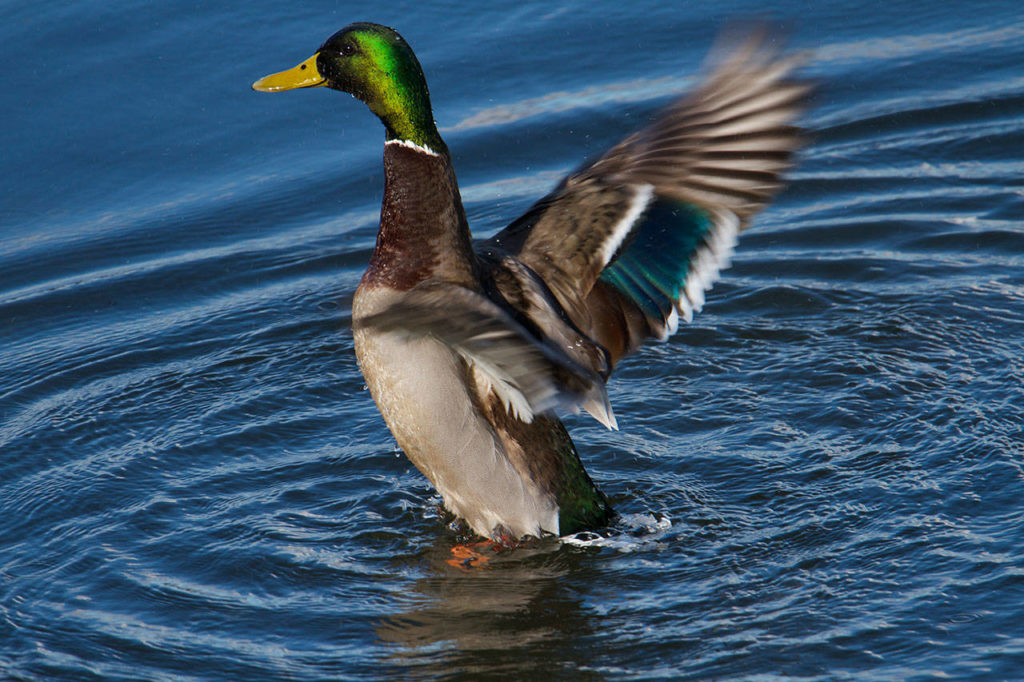 A mallard prepares to take off from Tulalip Bay. (Mike Benbow photo)
