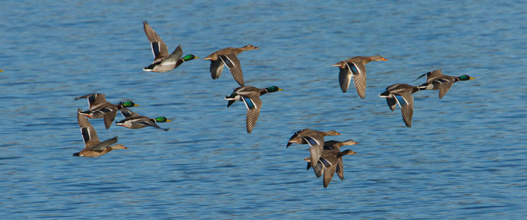 A flock of mallards flies over Tulalip Bay. (Mike Benbow photo)
