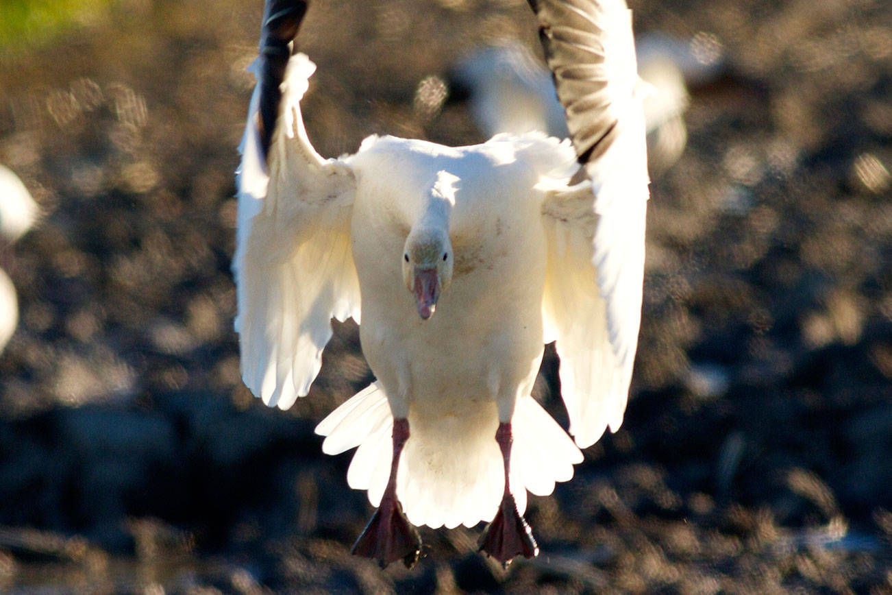 ‘Robust’ numbers expected as waterfowl season opens Saturday