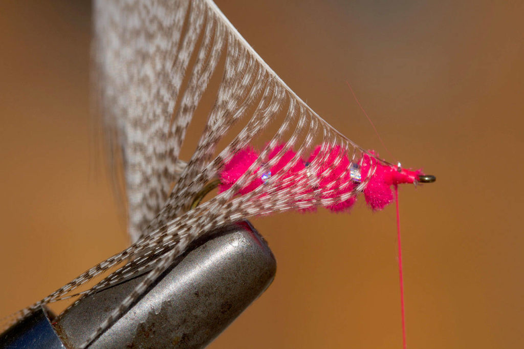 Pull off and discard fibers on one side of a mallard feather. Tie feather in at tip behind the hook eye. (Mike Benbow photo)

